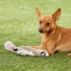 Ethical Pet Skinneeez Forest Series Raccoon Stuffing-Free Squeaky Plush Dog Toy 9 Ethical Pet Skinneeez Forest Series Raccoon Stuffing-Free Squeaky Plush Dog Toy -Ethical Pet Sales Shop 71349 PT7. SY630 V1527093181