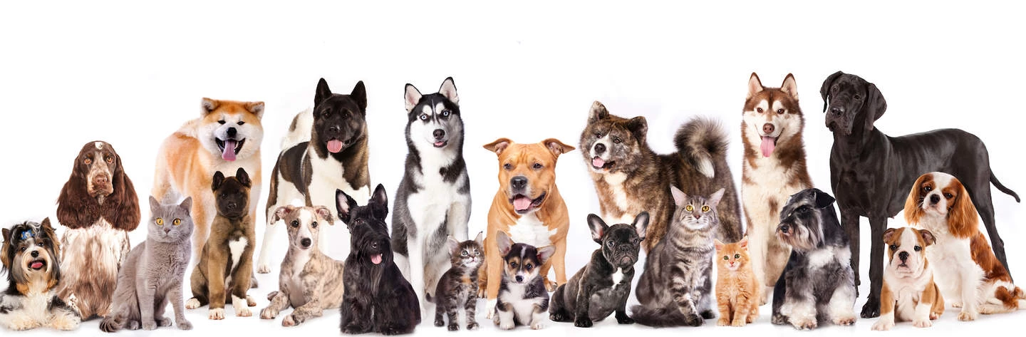 Ethical Pet Sales Shop 2 Ethical Pet Sales Shop -Ethical Pet Sales Shop 725