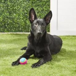 Ethical Pet Sensory Ball Tough Dog Chew Toy, Color Varies -Ethical Pet Sales Shop 90245 PT7. SY630 V1527093610